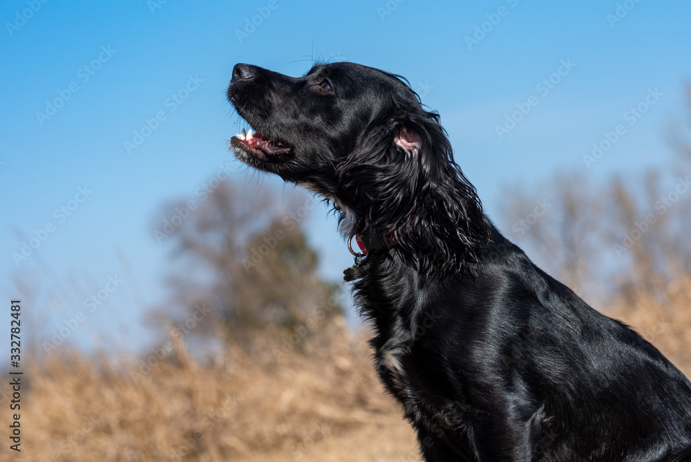 black dog in the field black dog in the field