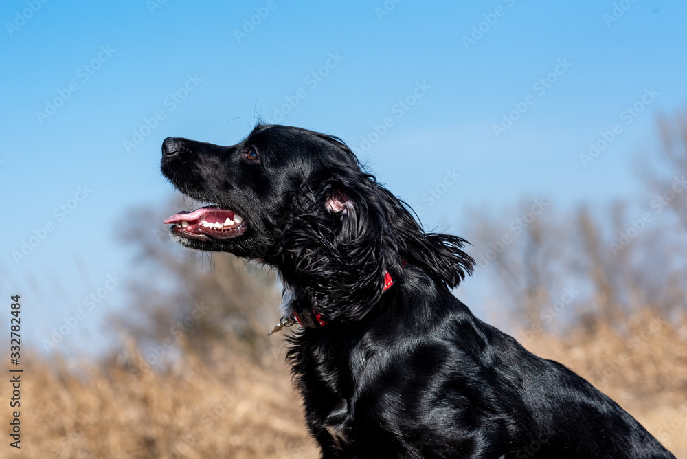 black dog in the park black dog in the park