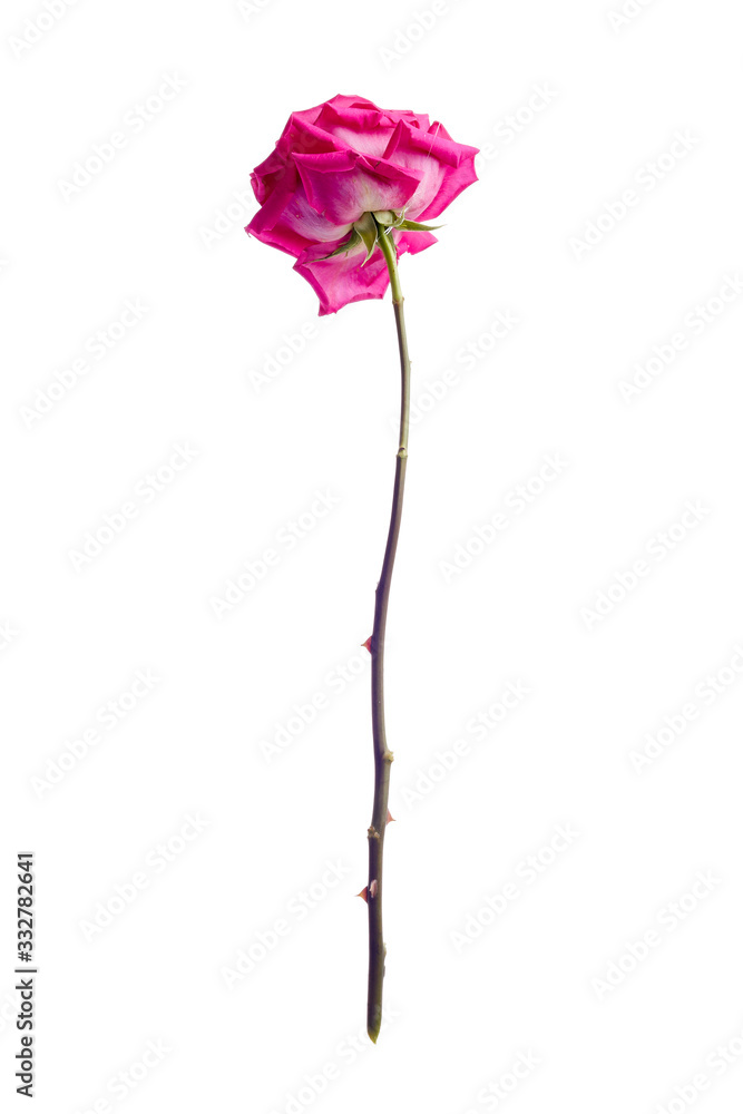 Pink rose isolated on white background Pink rose isolated on white background