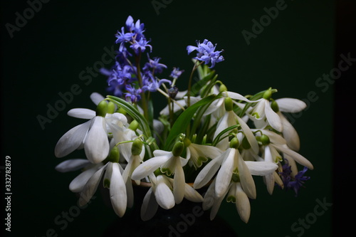 Bouquet of spring shilla bifolia flowers and white snowdrops closeup on a dark green background photo