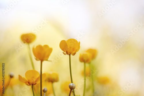 Yellow flowers of a buttercup photo