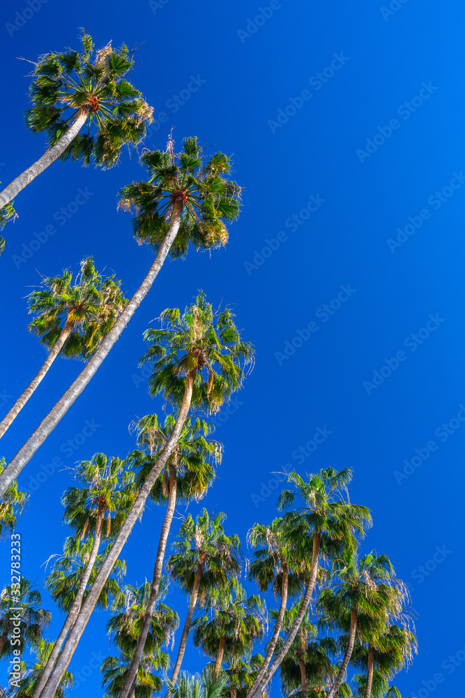Giant palm trees of Washingtonia robusta, the Mexican fan palm or Mexican washingtonia, is a palm tree native to western Sonora, and Baja California Sur in northwestern Mexico.