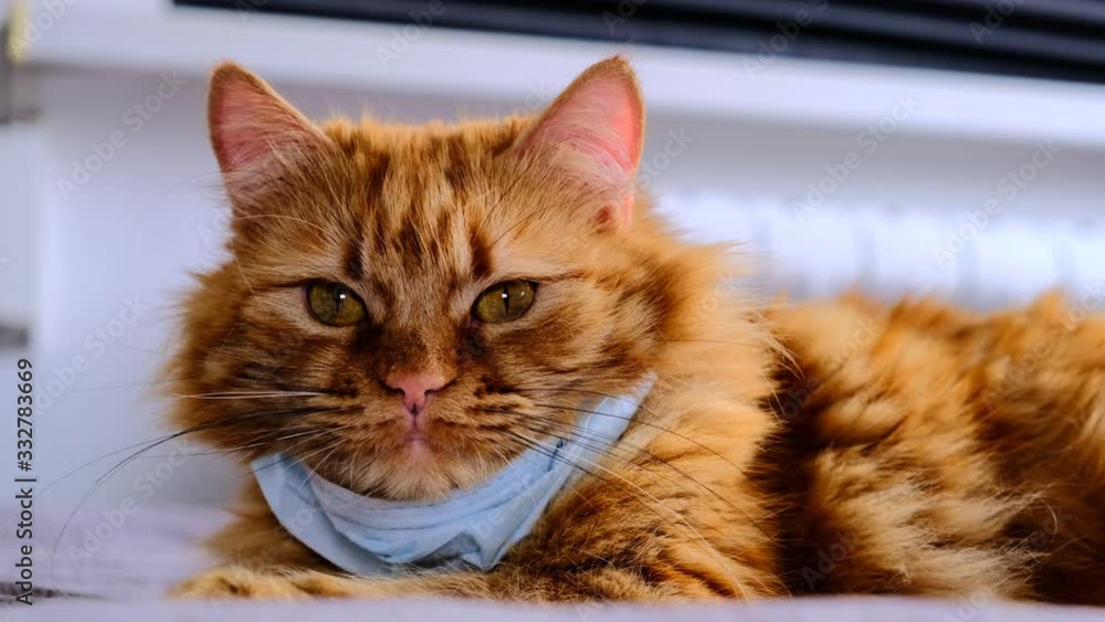 Red cat with a medical mask from the virus. COVID-19 protective dressing for kittens. Orange cat is protected from coronavirus disease 2020. The mask on the neck of a fat red cat lies on the bed. Red cat with a medical mask from the virus. COVID-19 protective dressing for kittens. Orange cat is protected from coronavirus disease 2020. The mask on the neck of a fat red cat lies on the bed.