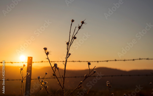 Barbed wire at sunrise