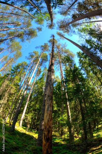 trees in the forest photo