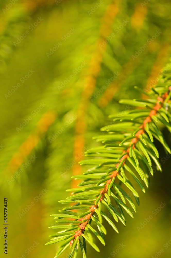 Picea Picea