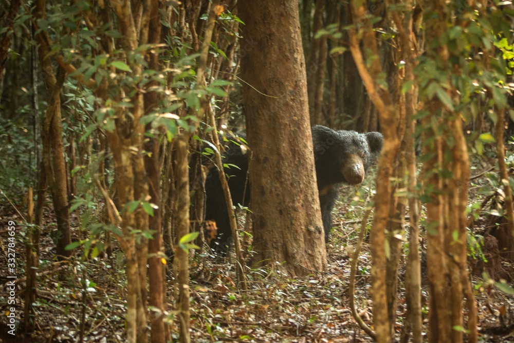 Close up,wild sloth bear, Melursus ursinus, bear in tropical forest, Wilpattu national park, Sri Lanka, wildlife photo trip in Asia, exotic adventure, endangered species, safari Close up,wild sloth bear, Melursus ursinus, bear in tropical forest, Wilpattu national park, Sri Lanka, wildlife photo trip in Asia, exotic adventure, endangered species, safari