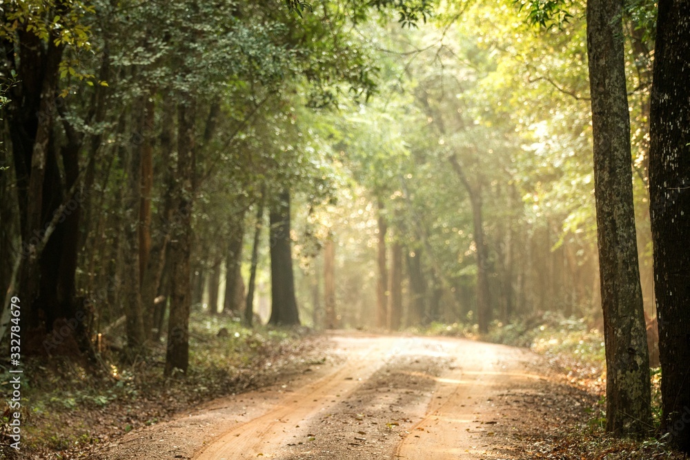 Obraz premium View of dusty road n the tropical forest, Sri Lanka, exotic adventure in Asia, green leaves, background, Upper Branches Of Tree With Fresh Green Foliage, sun rays in canopy