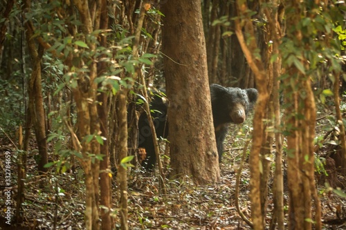 Photography Close up,wild sloth bear, Melursus ursinus, bear in tropical forest, Wilpattu na