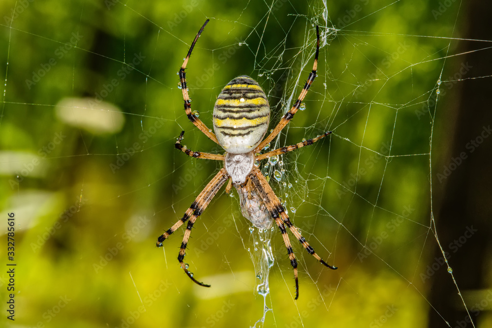 Black and yellow stripe Argiope bruennichi wasp spider on web Black and yellow stripe Argiope bruennichi wasp spider on web