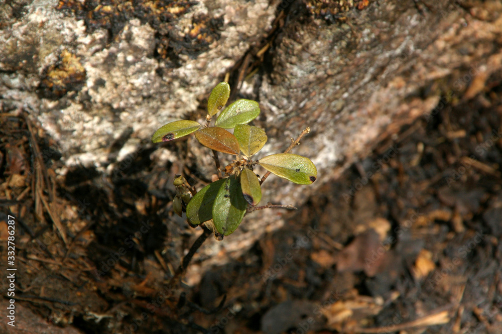 After forest fire After forest fire
