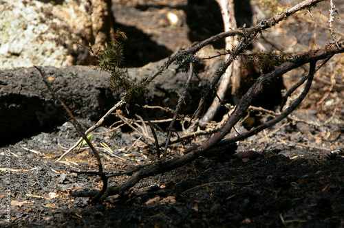 After forest fire