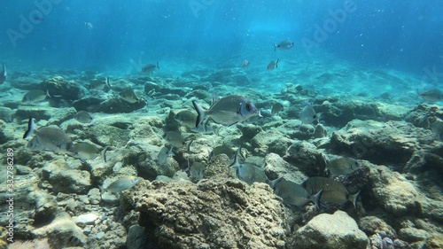 Beautiful Scenery in the Blue Sea  Underwater Ambience