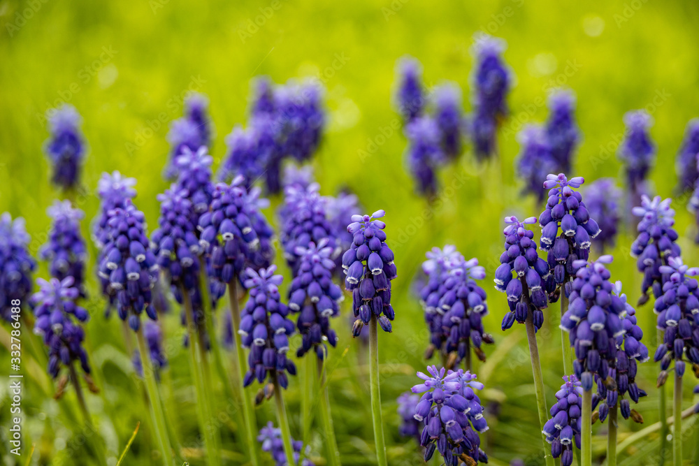 Fototapeta premium Grape Hyacinths in a field