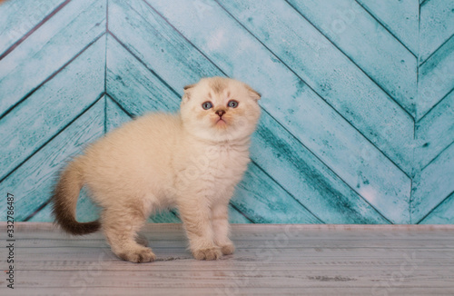 Scottish fold kitten in a light color plays on a plain background
