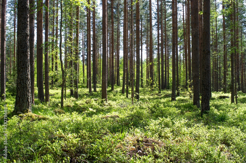 trees in the forest trees in the forest