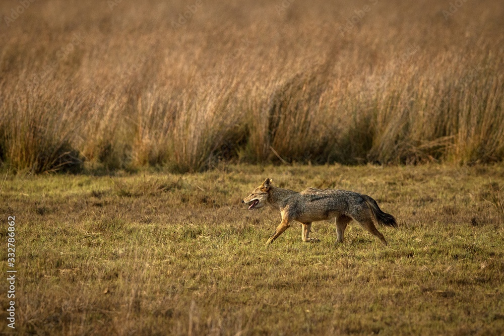 Golden Jackal, Canis aureus in the grass, Sri Lanka, Asia. Beautiful wildlife scene from nature habitat, carnivorous mammal, hunting predator, exotic adventure, safari Golden Jackal, Canis aureus in the grass, Sri Lanka, Asia. Beautiful wildlife scene from nature habitat, carnivorous mammal, hunting predator, exotic adventure, safari