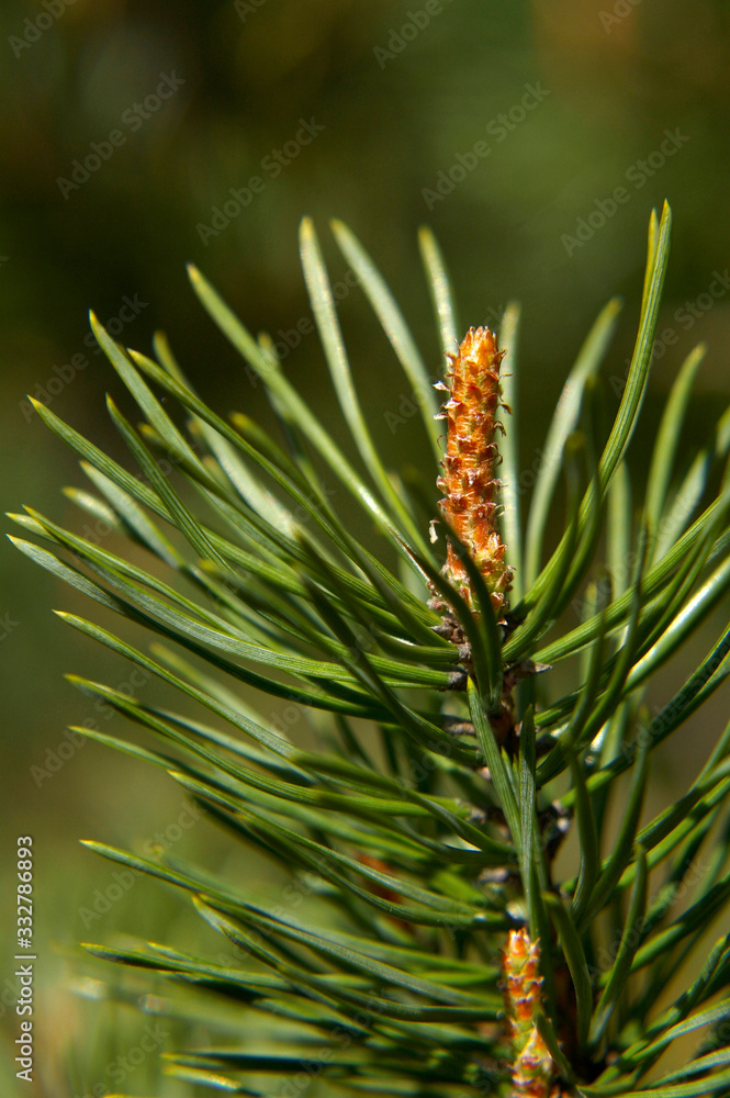 Fototapeta premium pine tree branch with cones