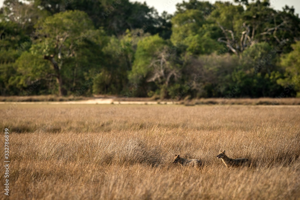 Two golden Jackals, Canis aureus in the grass, Sri Lanka, Asia. Beautiful wildlife scene from nature habitat, carnivorous mammal, hunting predator, exotic adventure, safari Two golden Jackals, Canis aureus in the grass, Sri Lanka, Asia. Beautiful wildlife scene from nature habitat, carnivorous mammal, hunting predator, exotic adventure, safari