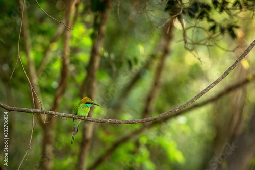The blue-tailed bee-eater (Merops philippinus) perching on branch, colorful bird on clear background, Yala National Park, Sri Lanka, exotic birdwatching in Asia,bird in natural environment