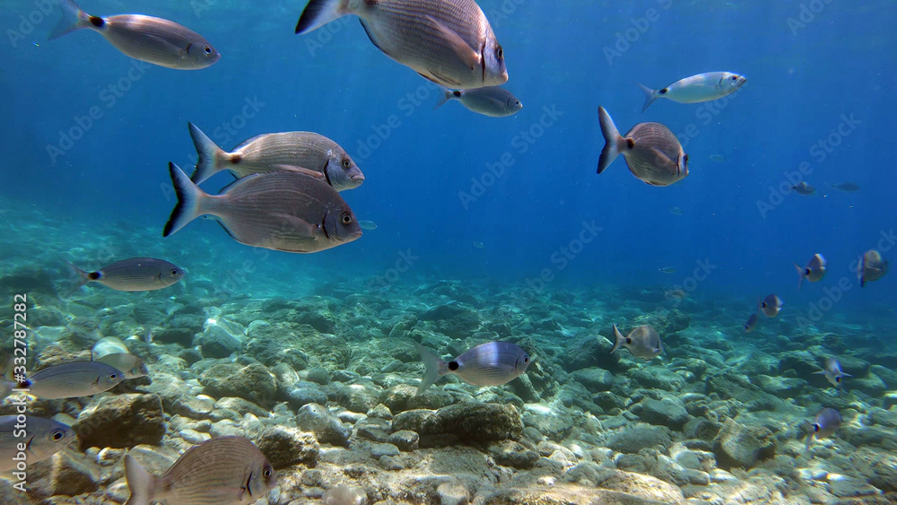 Beautiful Scenery in the Blue Sea, Underwater Ambience Beautiful Scenery in the Blue Sea, Underwater Ambience