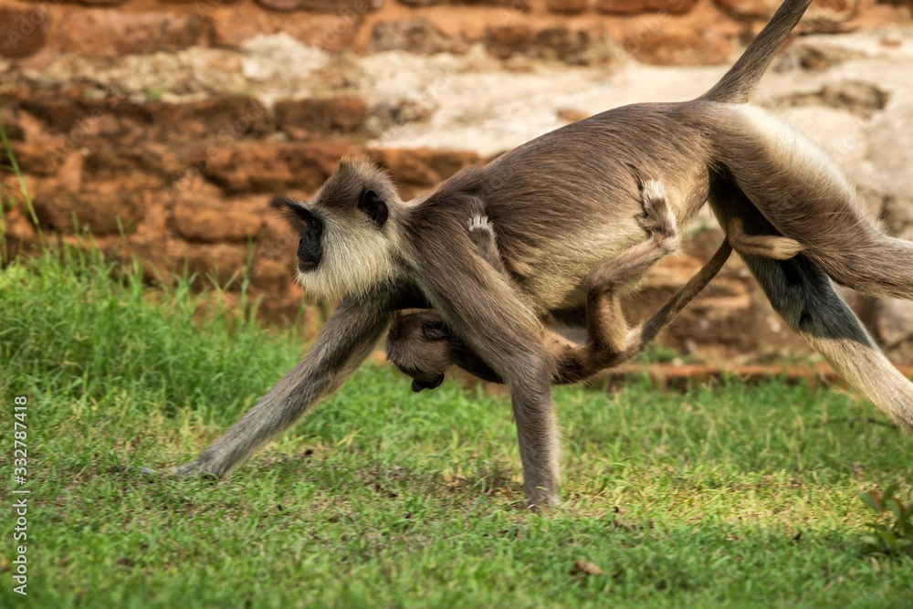 Obraz premium Gray langurs, sacred langurs, Indian langurs or Hanuman langurs in sacred city Anuradhapura, female monkey running on grass with her baby, Sri Lanka, exotic adventure in Asia, ancient temple