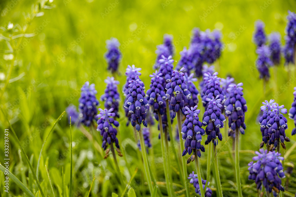 Fototapeta premium Grape Hyacinths in a field