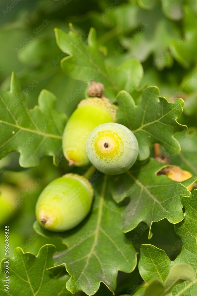 Obraz premium oak tree