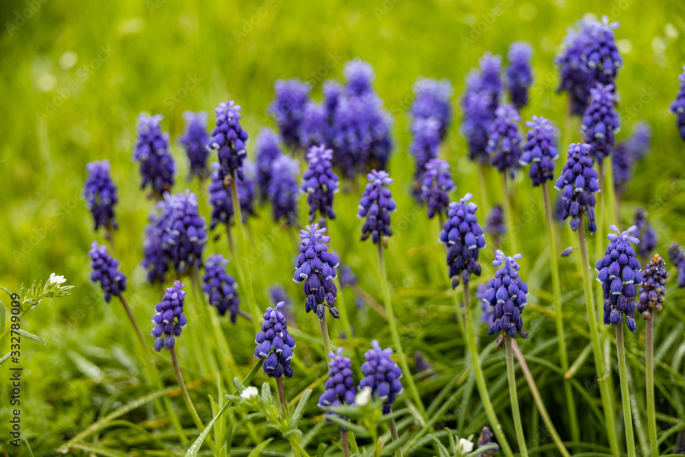 Grape Hyacinths in a field Grape Hyacinths in a field