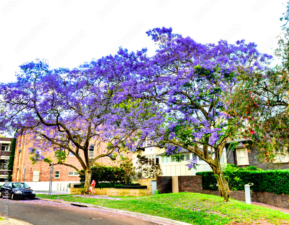 Suburban street transformed by Jacaranda trees in full bloom, Sydney - Australia