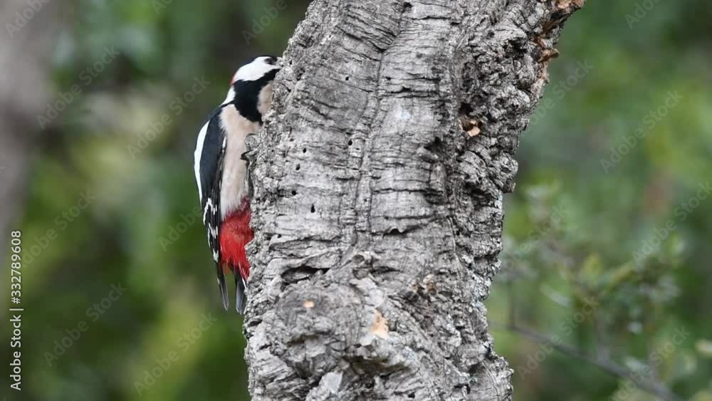 Great spotted woodpecker on tree trunk Great spotted woodpecker on tree trunk