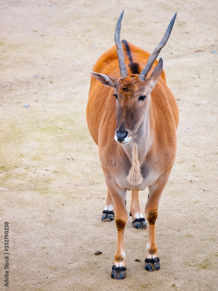 Common eland antelope, southern eland, taurotragus derbianus or taurotragus oryx Common eland antelope, southern eland, taurotragus derbianus or taurotragus oryx