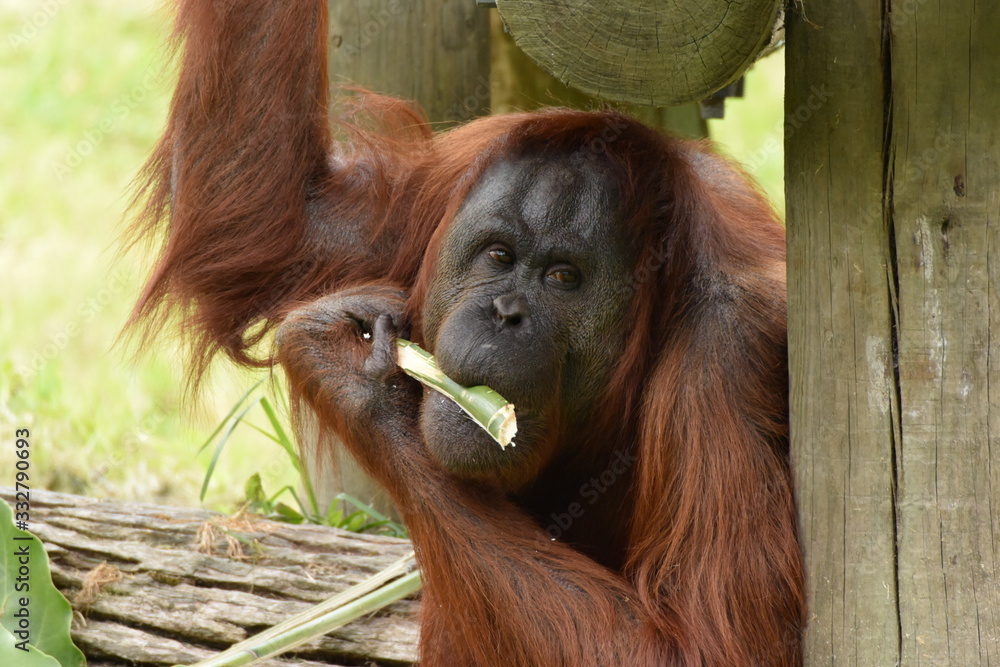 オラウータン。ニュージーランド、オークランドの動物園。Orangutan eating at Auckland zoo, New Zealand オラウータン。ニュージーランド、オークランドの動物園。Orangutan eating at Auckland zoo, New Zealand