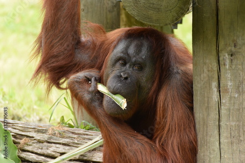 オラウータン。ニュージーランド、オークランドの動物園。Orangutan eating at Auckland zoo, New Zealand