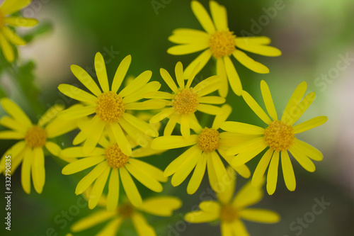 Golden Chamomile Flowers photo