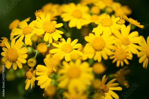 Golden Chamomile Flowers photo