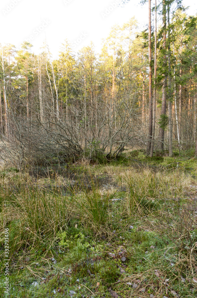 Fototapeta premium Forest