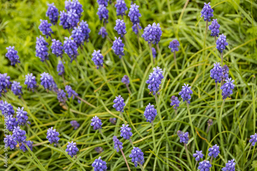Grape Hyacinths in a field Grape Hyacinths in a field