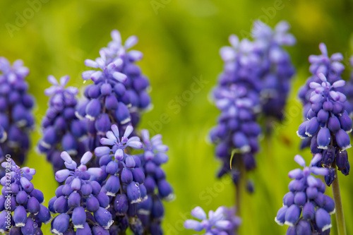 Grape Hyacinths close-up