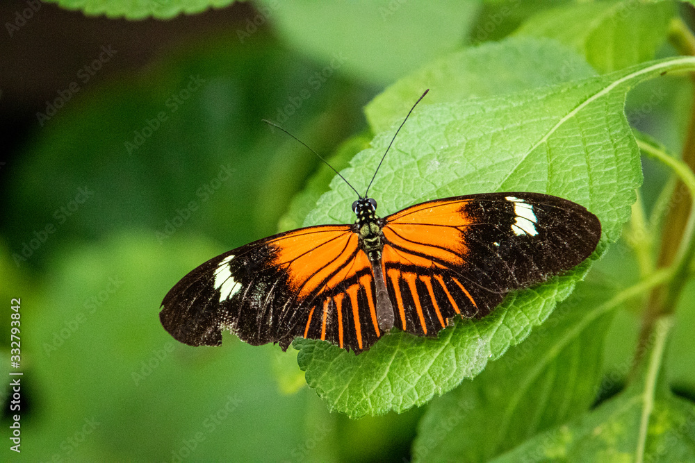 butterfly on a flower