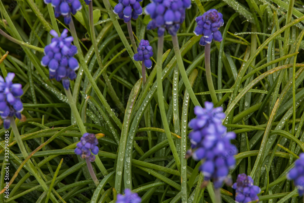 Grape Hyacinths with raindrops on long leaves Grape Hyacinths with raindrops on long leaves