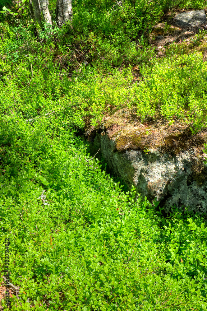 Obraz premium in the woods