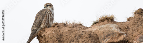 Photos Female merlin (Falco columbarius) falcon resting on a mud wall
