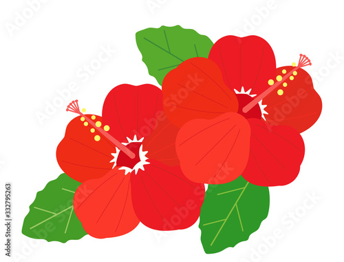 ハイビスカス2　花　植物