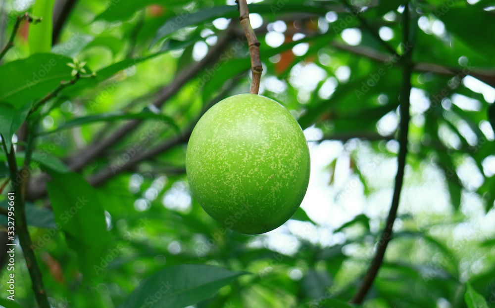 Cerbera manghas or bintaro fruit on tree in Depok, West Java. 