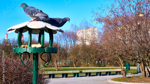 Photography bird feeder in the lilac garden of moscow
