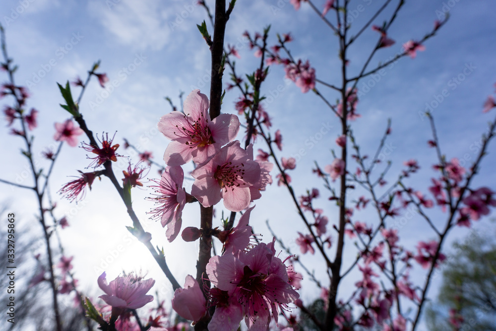 Spring Peach tree blossom 