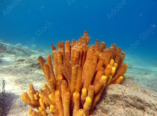 Reef in Mediterranean Sea, Yellow pipe coral