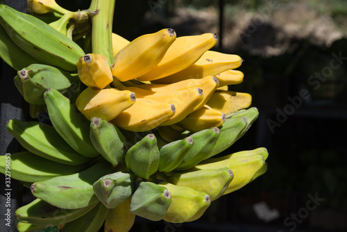 Hanging Bananas