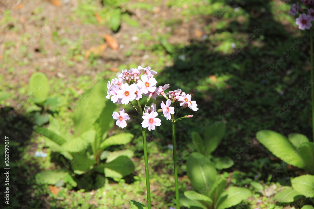 高く伸ばした茎の先にたくさん咲くクリンソウの花